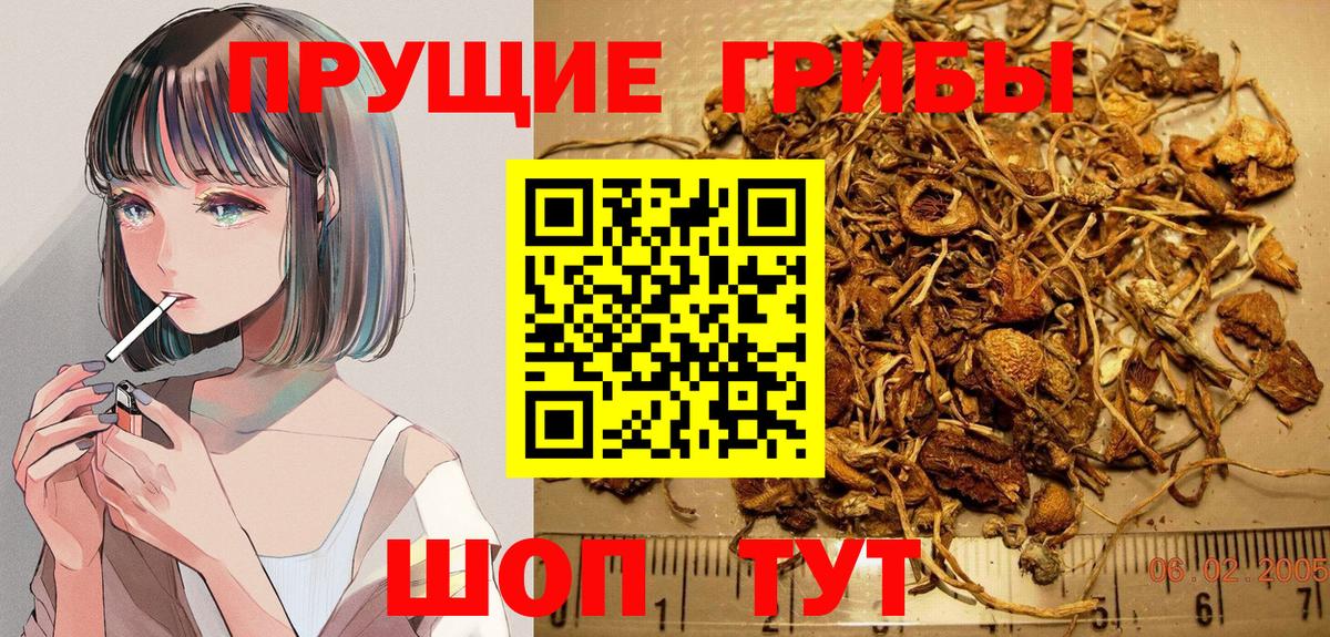 Псилоцибиновые грибы мицелий Нижний Новгород